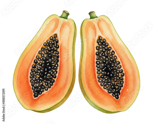 Two halves of a fresh ripe papaya fruit with vibrant orange flesh and many black seeds detailed watercolor