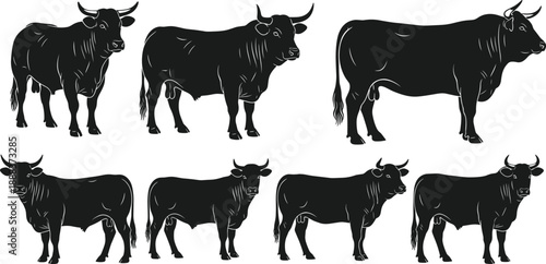 Black vector silhouette set of seven powerful bulls and oxen in various standing poses for cattle farming livestock breeding meat industry and ranch design,