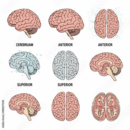 human brain vector illustration set