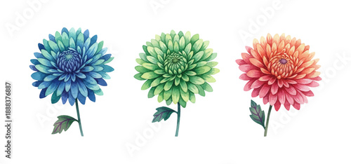 Three vibrant watercolor chrysanthemum flowers in blue green and red with delicate petals on white background