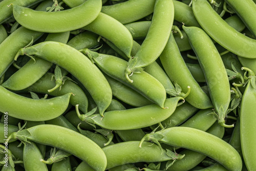 Close-up of fresh green sugar snap peas piled together, showing texture and natural pattern of the pods