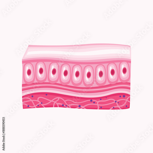 A biological illustration of epithelial tissue layers used to explain cell structure and protective functions in the human body.