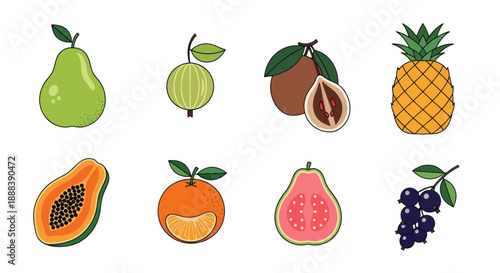 Colorful vector illustrations of various fruits on white background