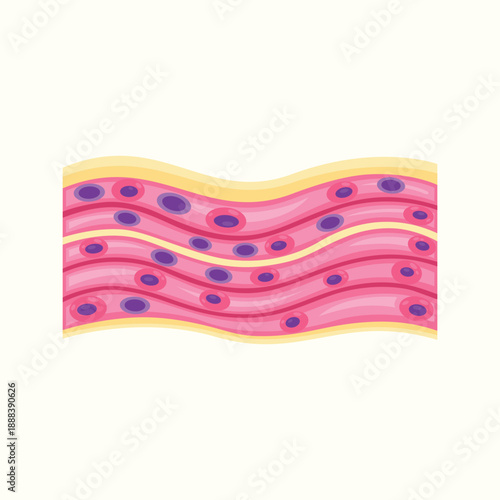 An educational illustration depicting layered body tissue structures with visible cells, ideal for medical education, biology studies, and anatomy-related visual content.