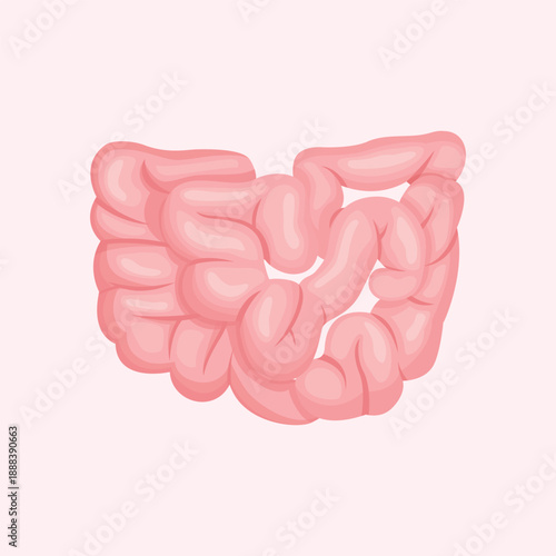 A soft anatomical illustration of the human intestines used for digestive system education and medical visual content.