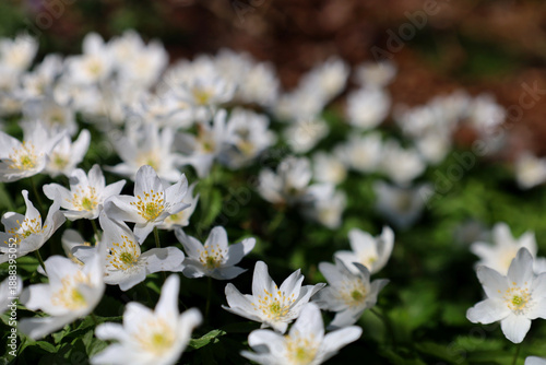 Many small white flowers blooming in the garden in spring