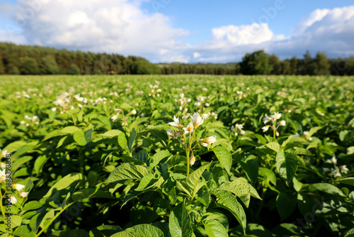 A field full of blooming potato flowers in Scotland, UK