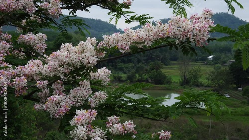 Cassia bakeriana, also commonly known as the pink shower tree, wishing tree.