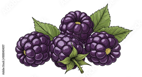 Illustration of Fresh Ripe Blackberries with Green Leaves on a White Background