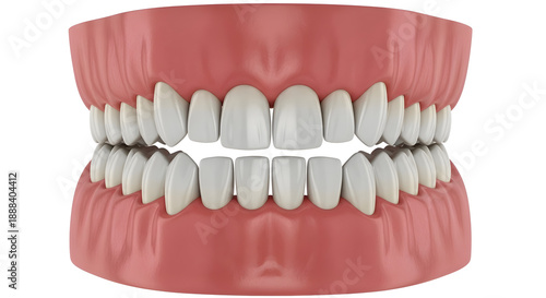 Ultra Realistic 3D Dental Anatomy