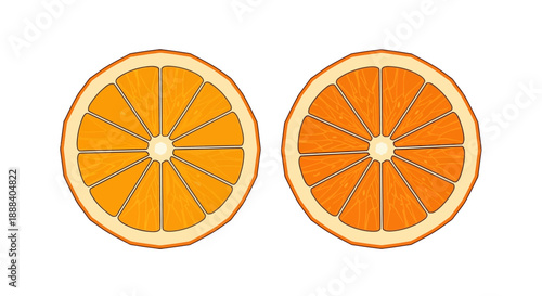 Illustration of Two Orange Slices Showing Cross-Sectional Views with Bright Colors and Clear Details