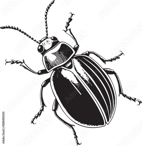 Flea beetle Hand-drawn Sketch Drawing Vector Illustration, Line Linear Symbol Engraving Coloring Book, Black and White Isolated