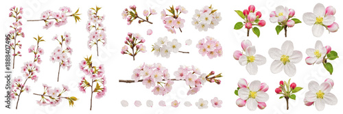 Collection of beautiful pink cherry blossoms and apple tree flowers, spring floral elements with buds and branches, isolated on white background.