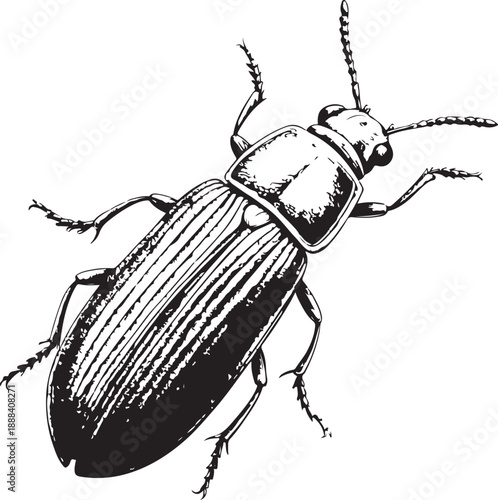 Red flour beetle Hand-drawn Sketch Drawing Vector Illustration, Line Linear Symbol Engraving Coloring Book, Black and White Isolated