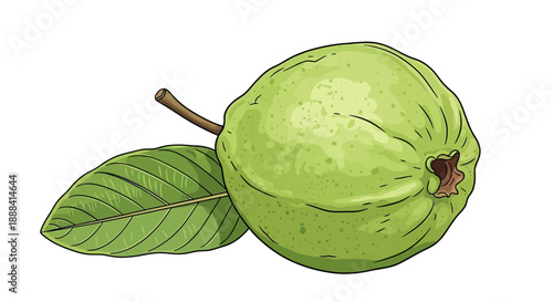 Fresh Green Guava Fruit with Leaf Illustration for Healthy Food Packaging Design