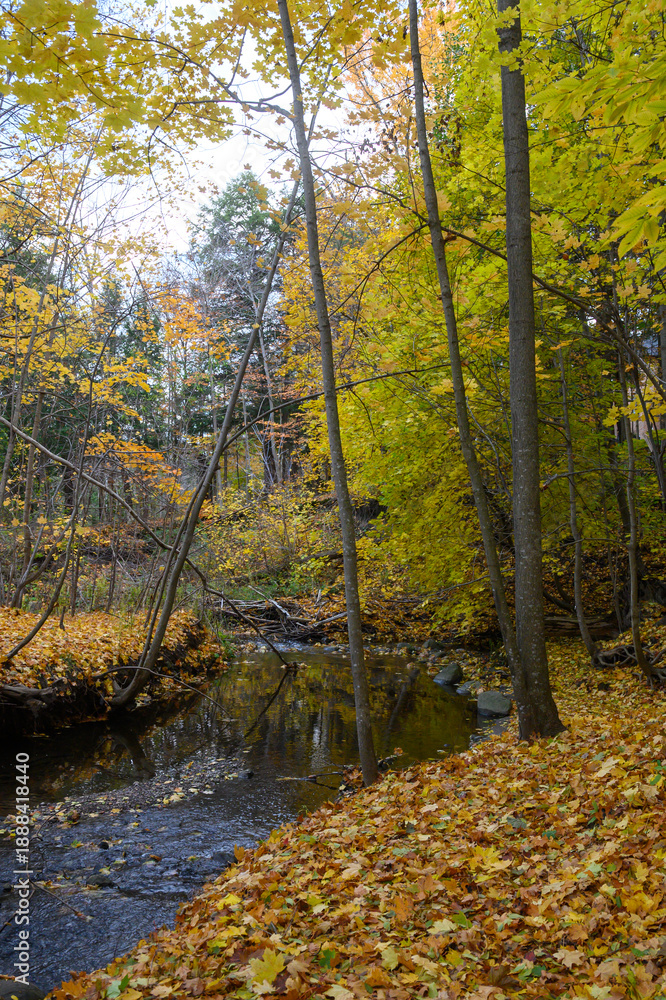 Obraz premium Golden autumn leaves cover the banks of a flowing stream