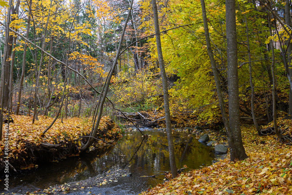 Obraz premium Golden autumn leaves cover the banks of a flowing stream