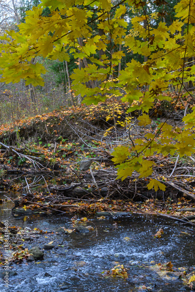 Obraz premium Golden autumn leaves cover the banks of a flowing stream