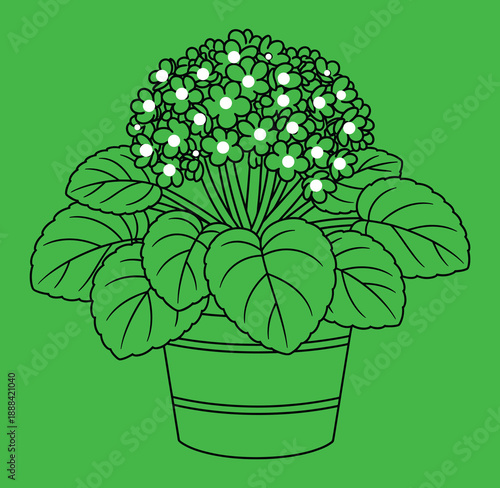 Illustration of a potted flowering plant with broad leaves and clustered white flowers on green background.
