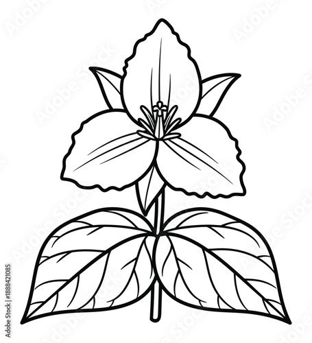 Black and white line drawing of a flowering plant with three petals and broad leaves.