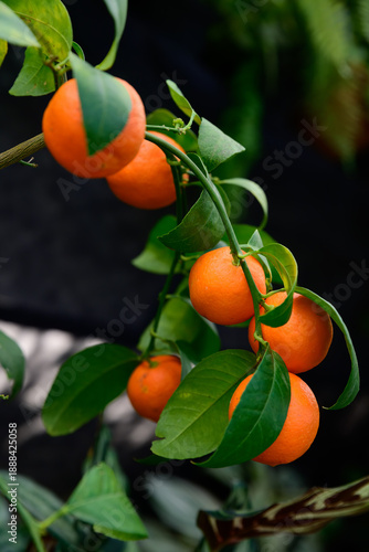 Close up of Pavlovsky bitter orange fruits Citrus aurantium on branch with smooth peel and green leaves in natural garden setting