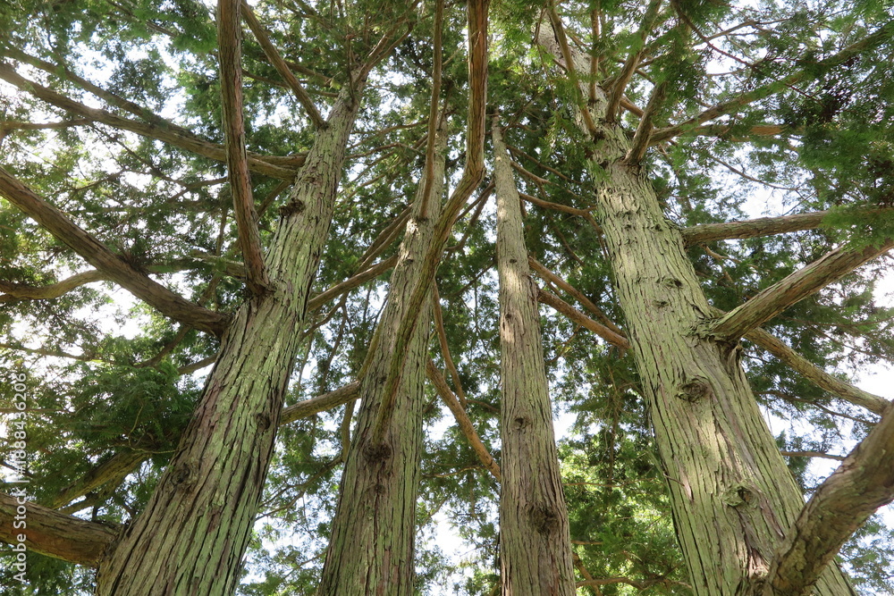 Obraz premium サワラの木の風景1