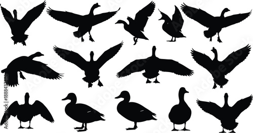 Duck silhouettes collection showing flying, landing and standing waterfowl poses, black bird shapes isolated on white background for wildlife and nature design use