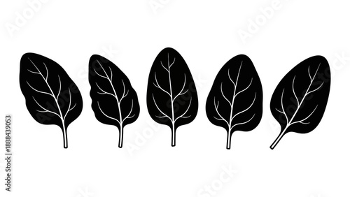 Spinach leaves vector illustration in black and white.