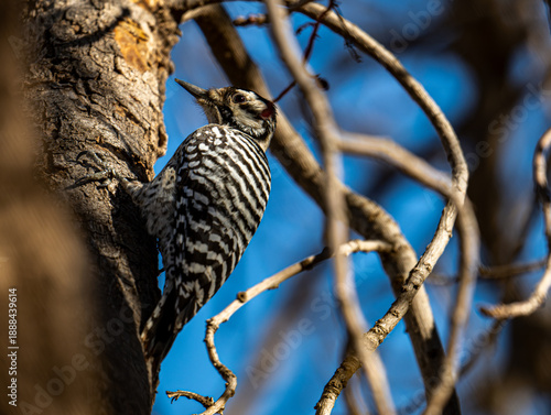 Φωτογραφία Ladder-backed Wood Pecker