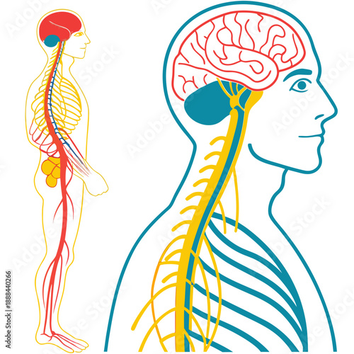 create an image of a man's nurvous system vector design on a white background 