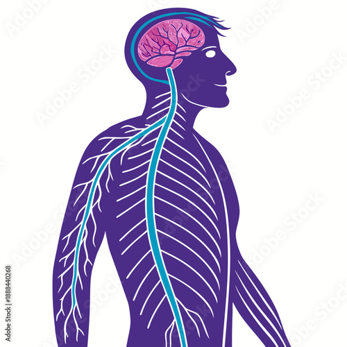 create an image of a man's nurvous system vector design on a white background 