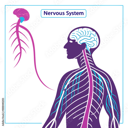 create an image of a man's nurvous system vector design on a white background 
