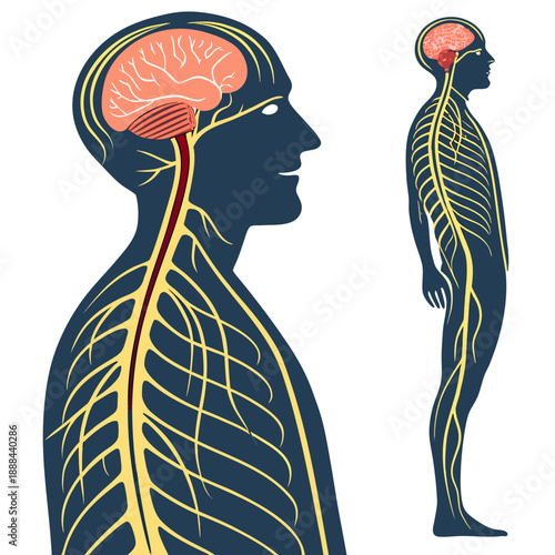 create an image of a man's nurvous system vector design on a white background 