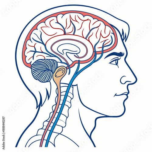 create an image of a man's nurvous system vector design on a white background 
