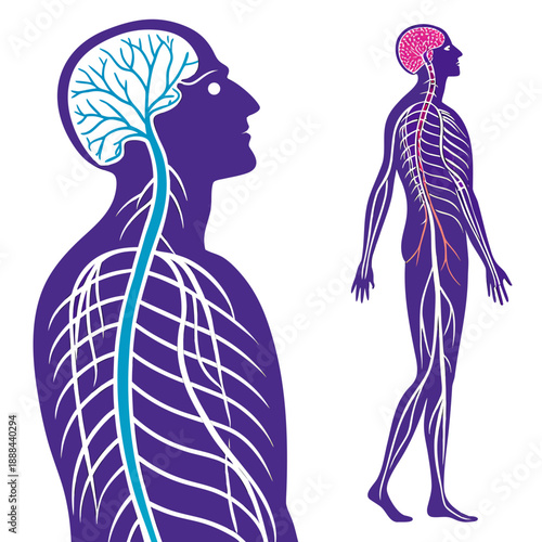 create an image of a man's nurvous system vector design on a white background 