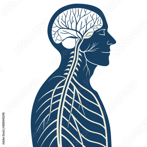 create an image of a man's nurvous system vector design on a white background 