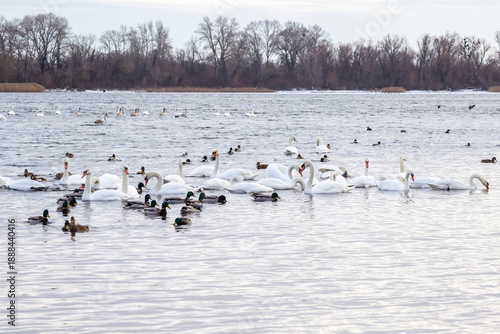 Wallpaper Mural Wild ducks and white swans swim in the river. Bushes grow on the other bank. Torontodigital.ca