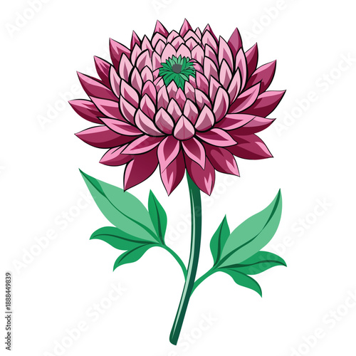 astrantia major roma