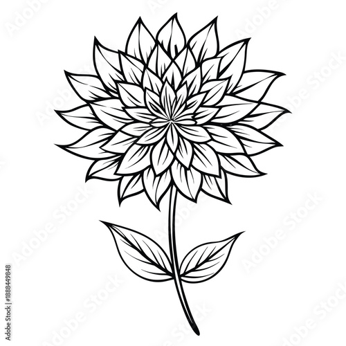 astrantia major roma line art on white