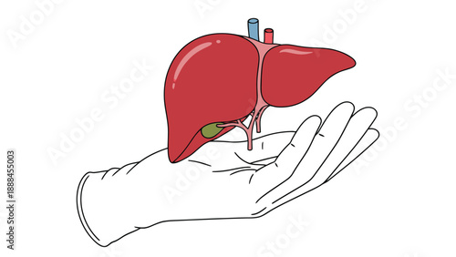 Hand holding stylized liver icon for organ donation, transplant services, hepatology care and medical finance vector illustration