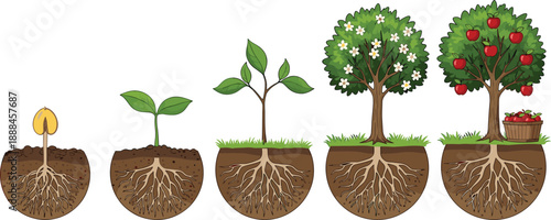 Plant growth stages illustration showing seed germination to mature fruit tree with roots underground, botanical development process concept for agriculture, gardening, biology education and nature