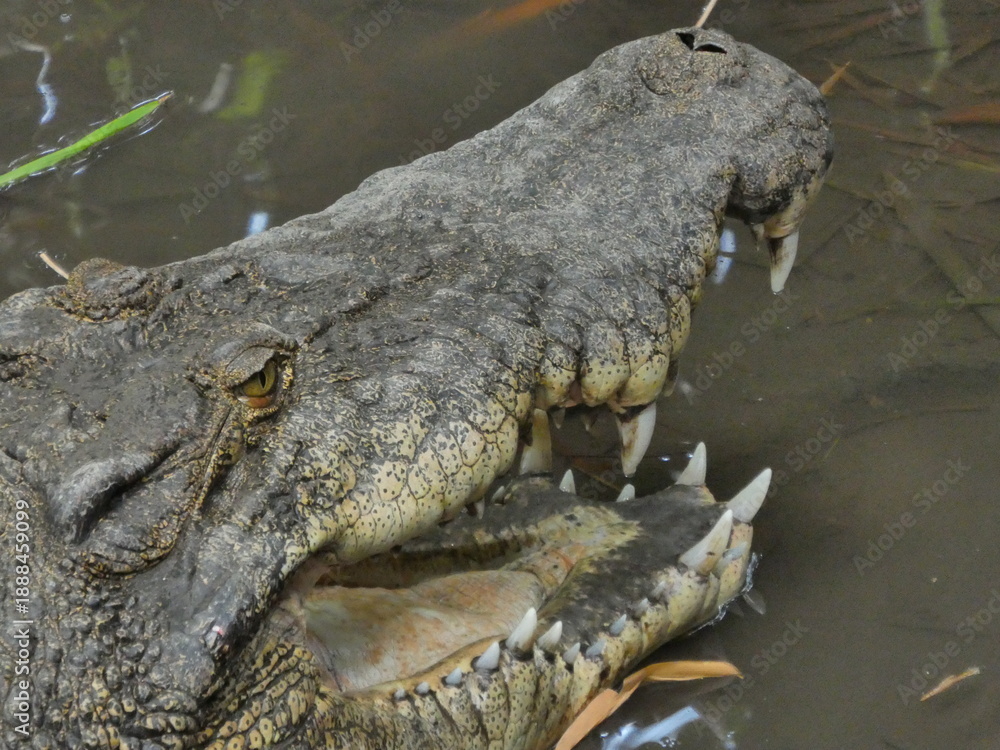 Obraz premium alligator in the everglades