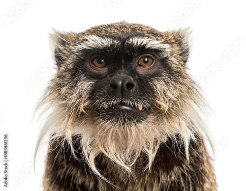 A frontal portrait of a primate featuring dark facial features, light fur accents and captivating brown eyes. It has a fur beard