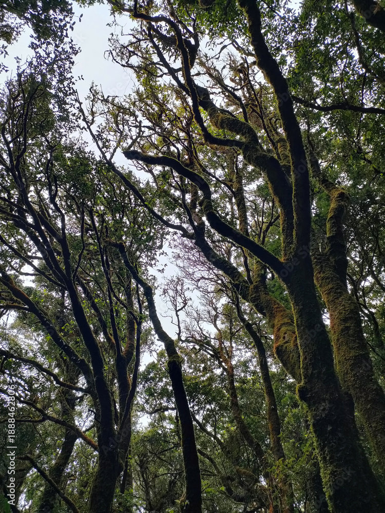 Fototapeta premium Tall Forest Trees Reaching Up Toward the Sky