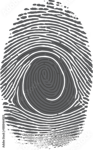 Fingerprint loop pattern, biometric identification vector, forensic science icon, grayscale security design, personal identity symbol, detailed ridge illustration