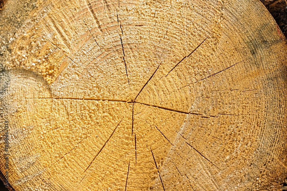 Fototapeta premium Close-up of a tree trunk cross section, showcasing the unique patterns and textures of wood grain and growth rings. Ideal for nature, forestry themes, and illustrating the passage of time.