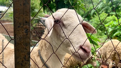 close up of a white goat looking through a wire fence in a rural farm setting