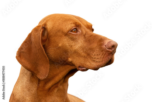 Head portrait of a magyar vizsla dog on transparent background