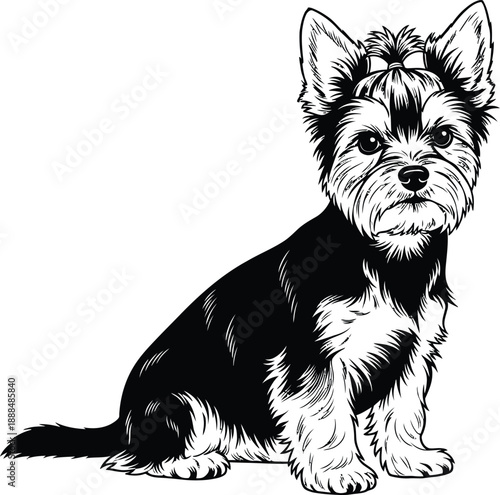 A black and white illustration of a cute yorkshire terrier puppy