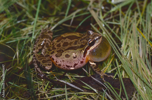 Male Pacific Chorus Frog (Pseudacris regilla) calling from the shallow water on the edge of a wetland. 